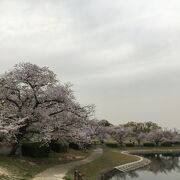 今年も桜祭りは中止