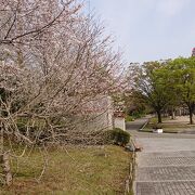 桜の花がほぼピークでした