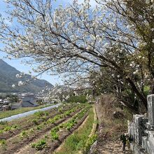 周りはこんな景色が広がっています