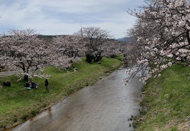 玉湯川桜並木 クチコミ アクセス 営業時間 玉造温泉 フォートラベル