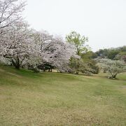 桜は散りはじめ