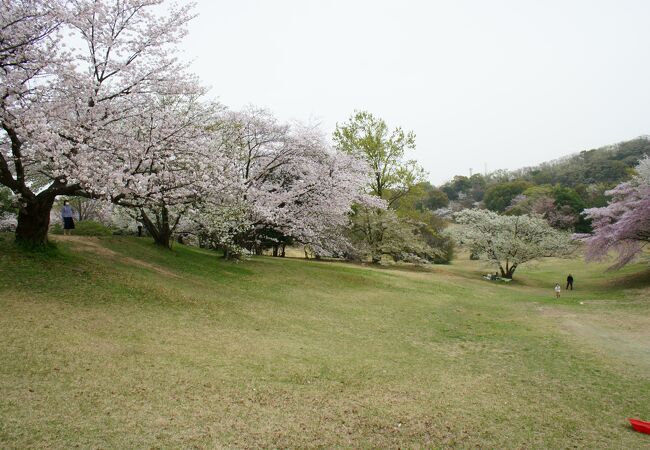 桜は散りはじめ