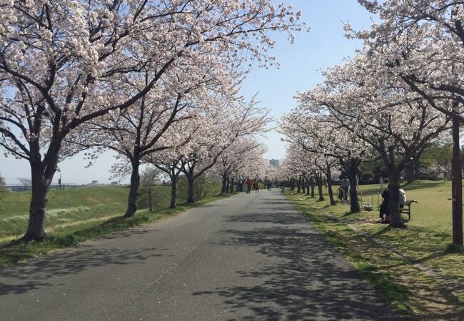 桧原桜