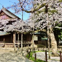 桜の奥にあります
