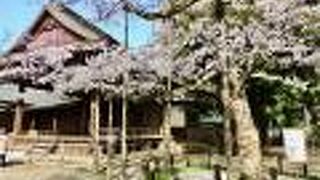 桜の標本木の左手