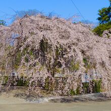 今年も見事に咲きました