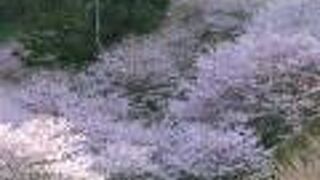 桜やスイセンの名所、ダム湖はとても大きい