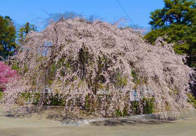 地蔵院のカゴノキ