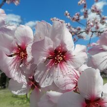 アーモンドの花