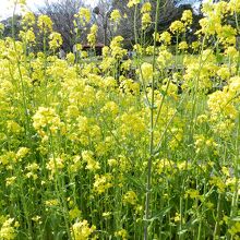 菜の花も咲いていました