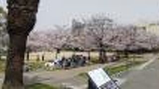 桜がキレイでした