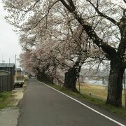 白石川堤一目千本桜 クチコミ アクセス 営業時間 柴田 大河原 川崎 フォートラベル 白石川堤一目千本桜 クチコミ アクセス 営業時間 柴田 大河原 川崎 フォートラベル