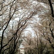 背の高い桜の木の下で例年より静かな花見を楽しめました