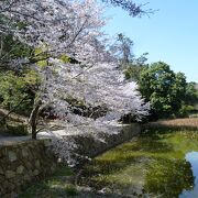 神社の参道に咲く桜がとてもきれい