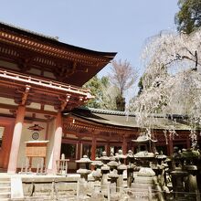 春日大社も桜がきれい