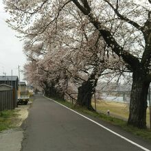 早い開花にポケモンのマンホールが華を添えてました By まどやんと 白石川堤一目千本桜のクチコミ フォートラベル 早い開花にポケモンのマンホールが華を添えてました By まどやんと 白石川堤一目千本桜のクチコミ フォートラベル