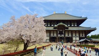 桜が満開でした