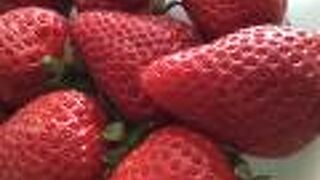 いちご推しのお店のようです