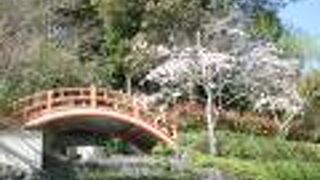 桜が美しかった