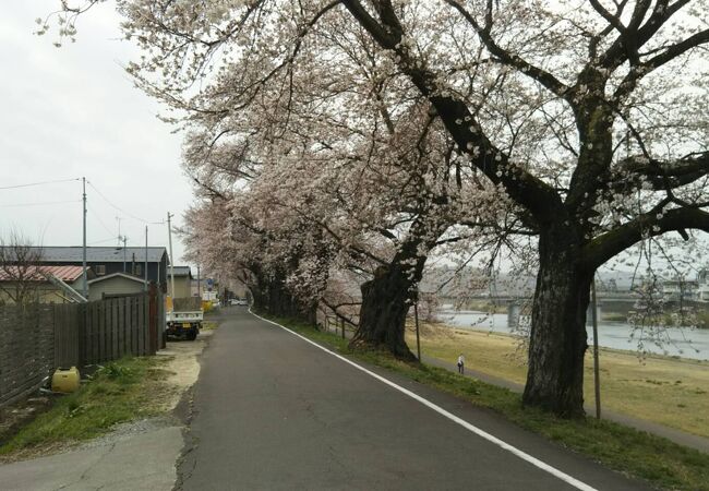 白石川堤一目千本桜 クチコミ アクセス 営業時間 柴田 大河原 川崎 フォートラベル