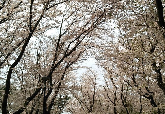 背の高い桜の木の下で例年より静かな花見を楽しめました