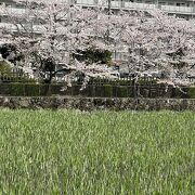 まだ、桜がきれいです。