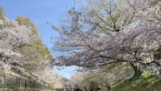 桜の名所