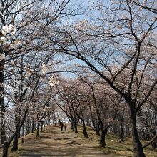 桜トンネルです。