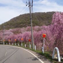 道路沿いの桜