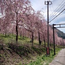 桜の中のドライブ