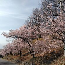 駐車場付近の桜はかなり咲いています。