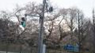 可愛らしいポニーと