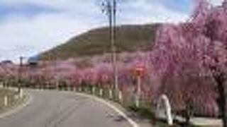 裏磐梯で5月に桜を愛でる