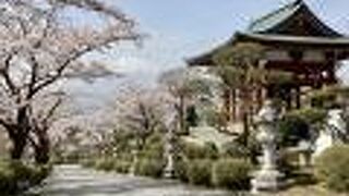 ３月末の桜情報・満開＠仏舎利塔