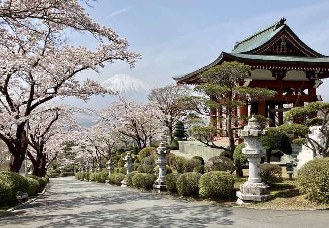 ３月末の桜情報・満開＠仏舎利塔