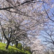 3月31日桜が満開です