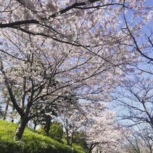 第一駐車場からの眺め