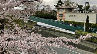 ３月末の桜情報・散り始め＠御殿場プレミアムアウトレット