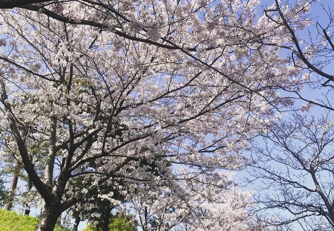 3月31日桜が満開です