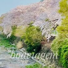 枝垂れる桜が川面に映える