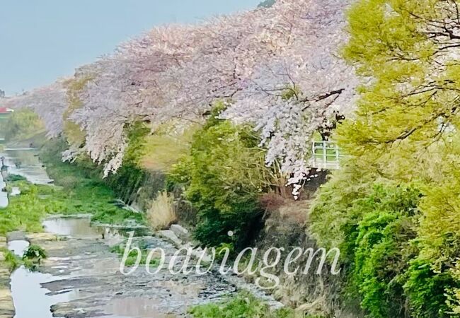桜のトンネル散歩