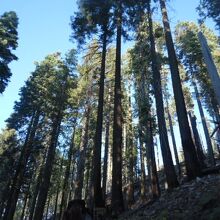 マリポサグローブ