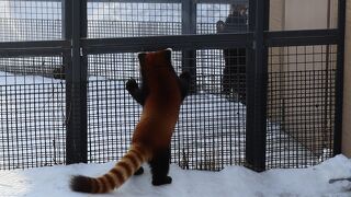 レッサーパンダが動き回ってます