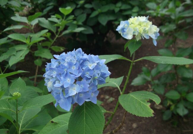 護摩堂山あじさい園