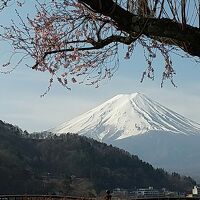 駐車場から桜と富士山。