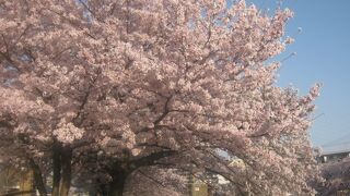 2021年春の桜の様子