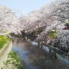 桜風景