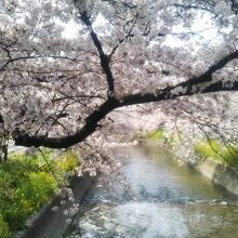 桜風景