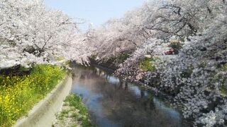 祭り自粛でも桜は満開！！