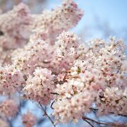 祇園の夜桜の孫木、圧倒される美しさ